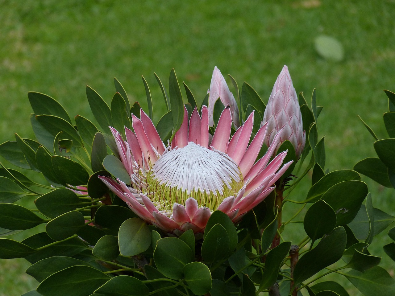 Close-up of Protea flower in bloom