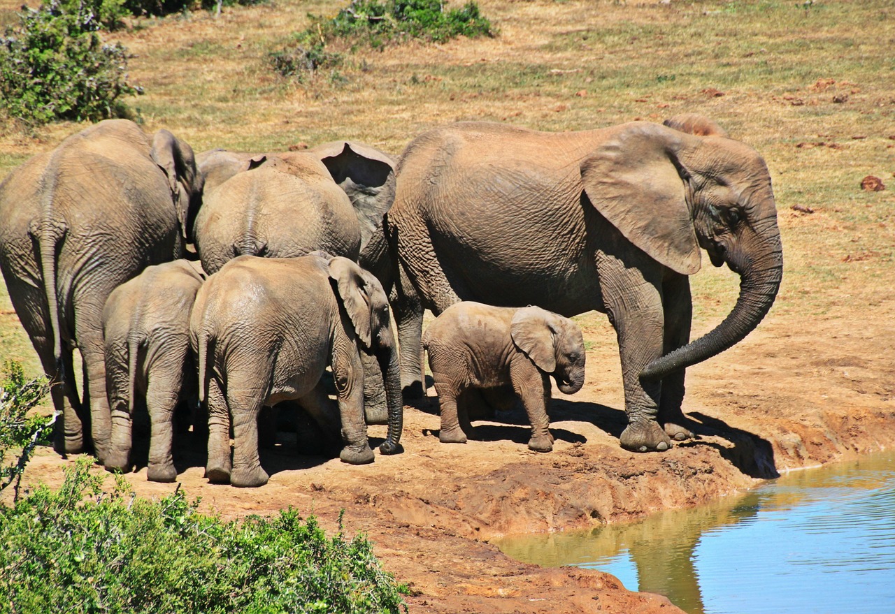 Elephants walking in Kruger National Park