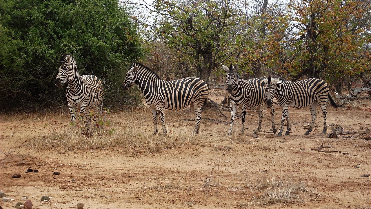 Zebras grazing in national park